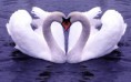 /album/galerie-photos/swan-1-jpg/